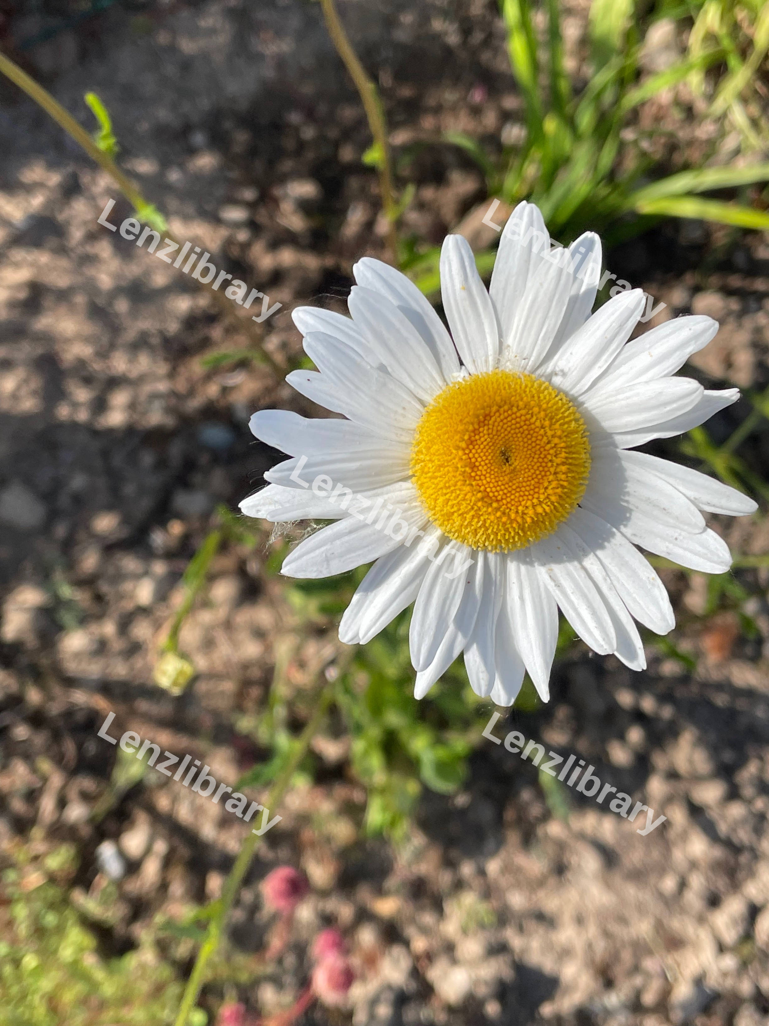 White Large Daisy